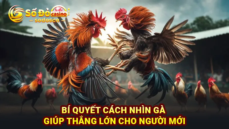 Bí quyết cách nhìn gà giúp thắng lớn cho người mới