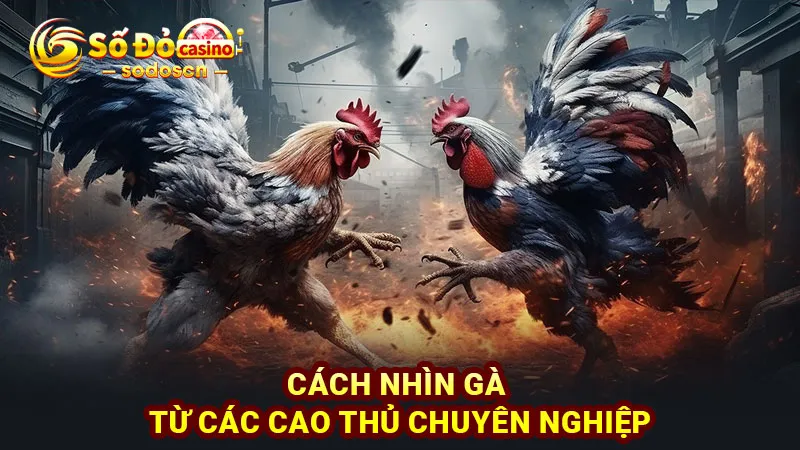 Cách nhìn gà từ các cao thủ chuyên nghiệp