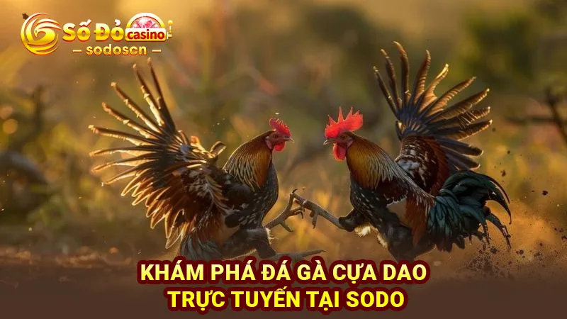 Khám phá đá gà cựa dao trực tuyến tại SODO
