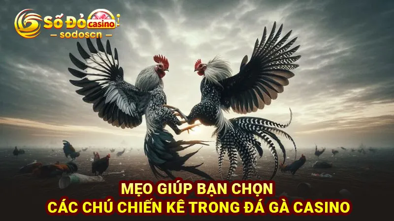 Mẹo giúp bạn chọn các chú chiến kê trong đá gà casino