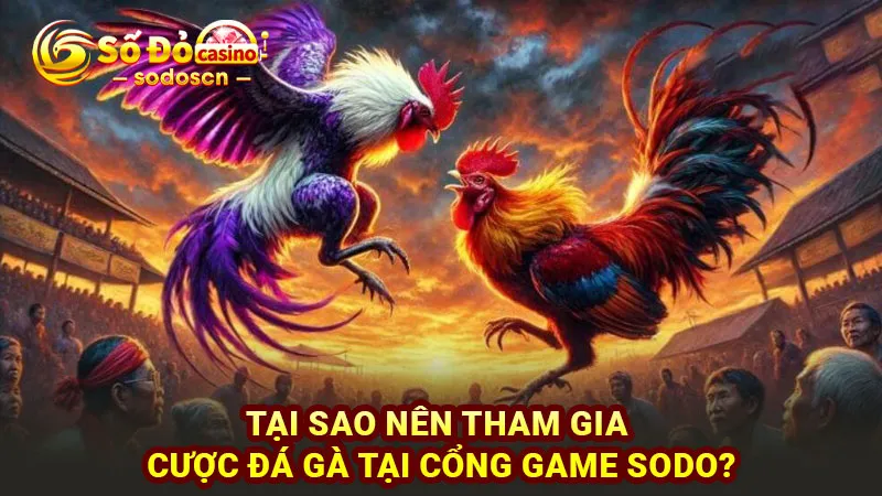 Tại sao nên tham gia cược đá gà tại cổng game SODO?