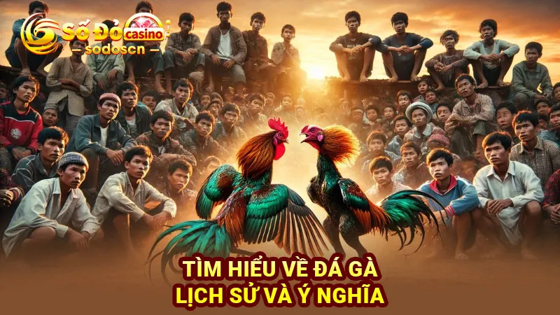 Tìm hiểu về đá gà: Lịch sử và ý nghĩa